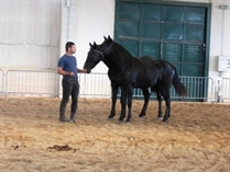 17° Raduno del Cavallo Murgese e dell'Asino di Martina Franca